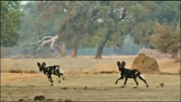 Predators - Season 01 Episode 05